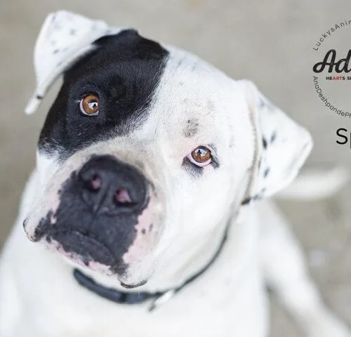An adult extra large-sized male Yellow / Tan / Blond / Fawn American Staffordshire Terrier dog named Spot for adoption in Bakersfield, CA