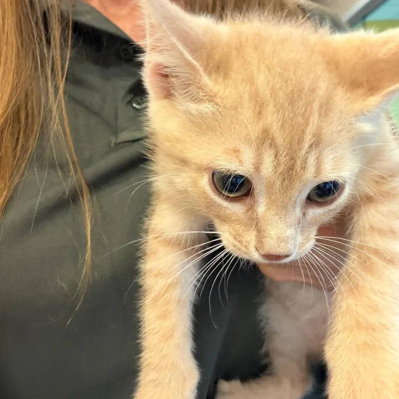 A baby small-sized male Orange / Red Domestic Short Hair cat named Knickerbocker Glory for adoption in Norman, OK