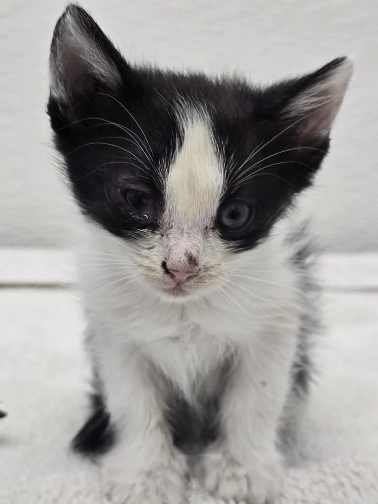A baby small-sized female Black & White / Tuxedo Domestic Short Hair cat named Lelia for adoption in Evansville, IN
