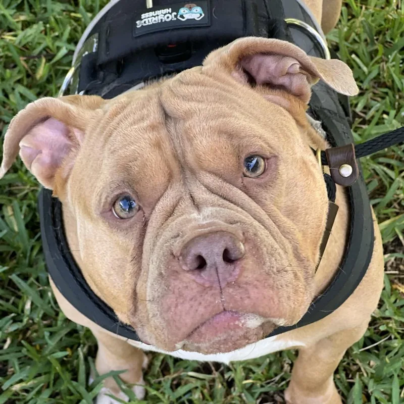 An adult medium-sized female Brown / Chocolate American Bulldog dog named Josie for adoption in LOXAHATCHEE, FL