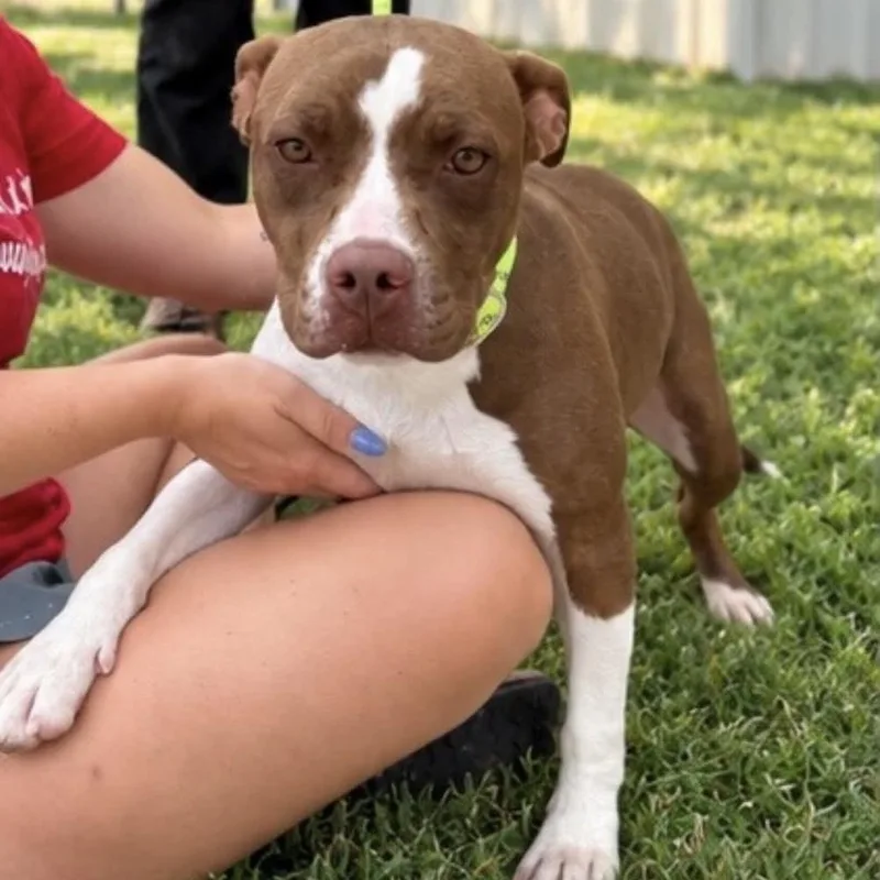 A young medium-sized female Pit Bull Terrier dog named Lollipop for adoption in Pelham, NH