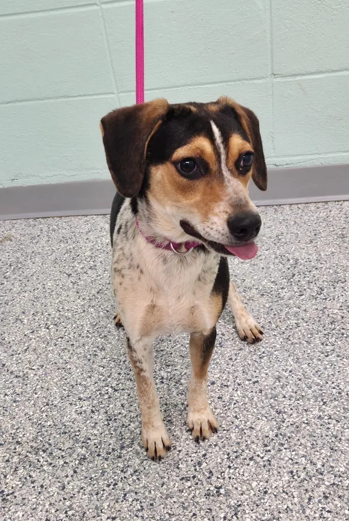 A young medium-sized male Terrier dog named Jack for adoption in Athens, TN