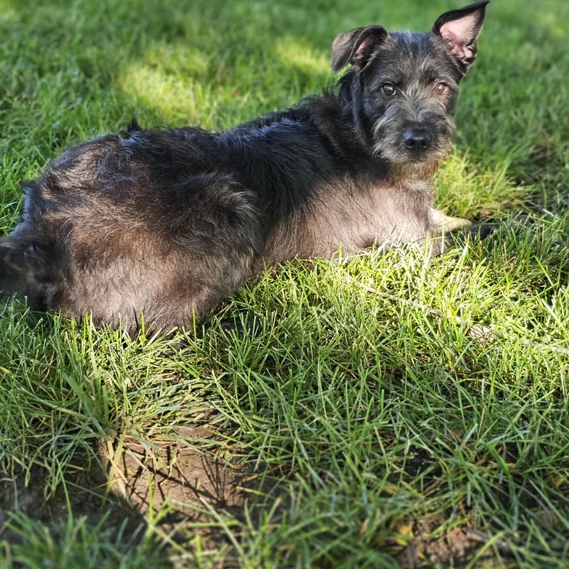 Nala thumbnail 5