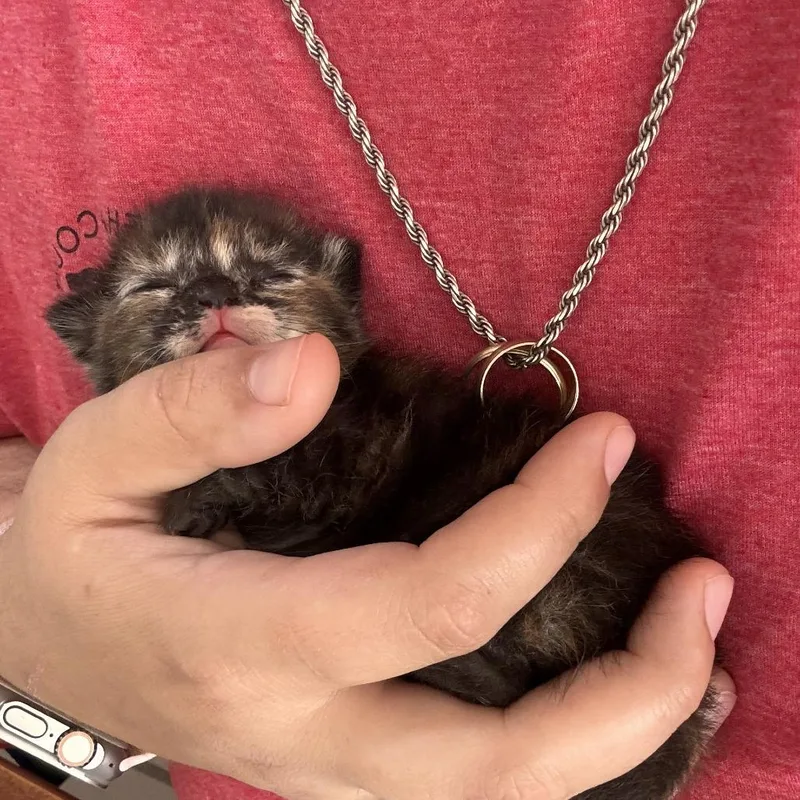 A baby small-sized female Calico Domestic Short Hair cat named Pigeon for adoption in Starkville, MS