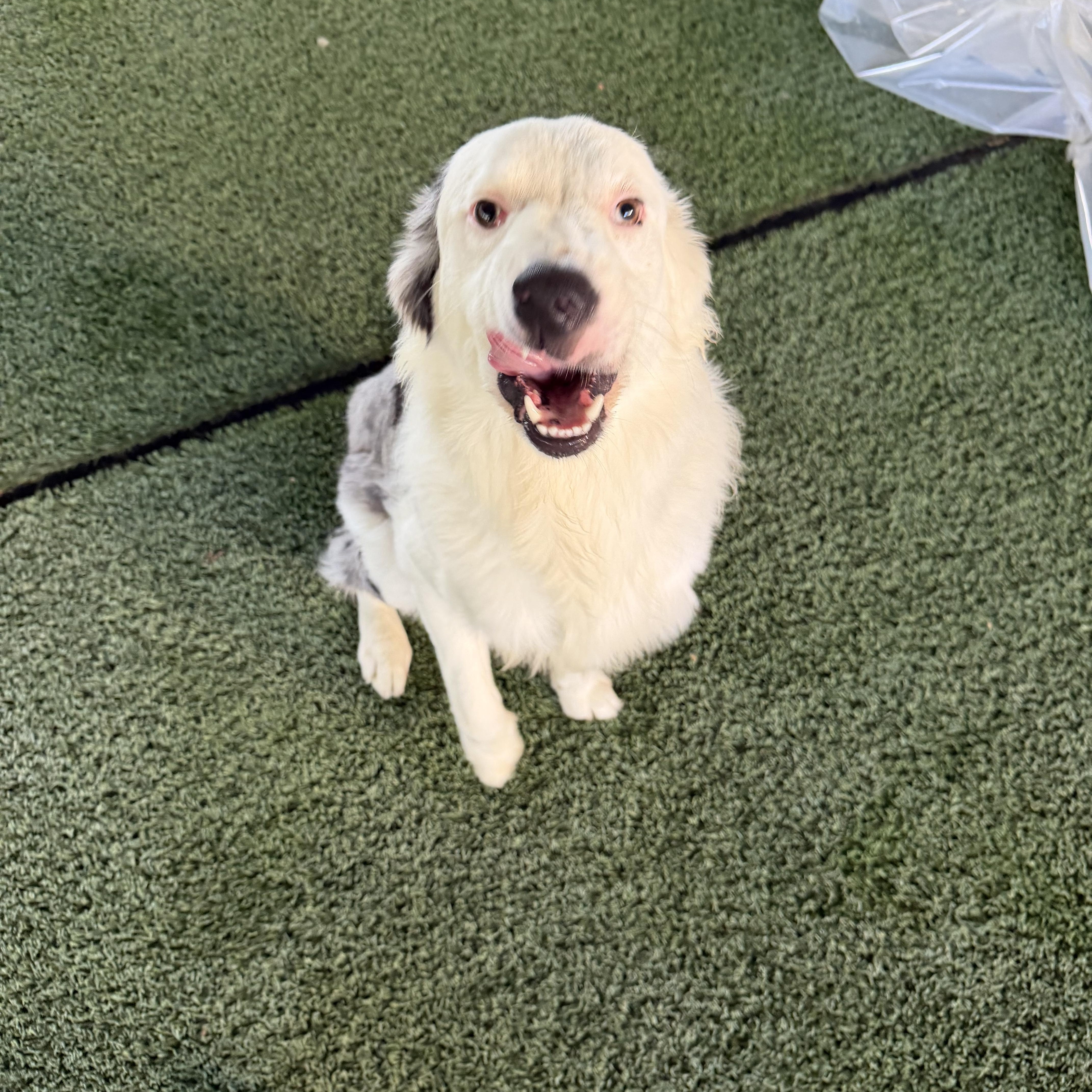 A young medium-sized male White / Cream Border Collie dog named Willie for adoption in Brentwood, TN