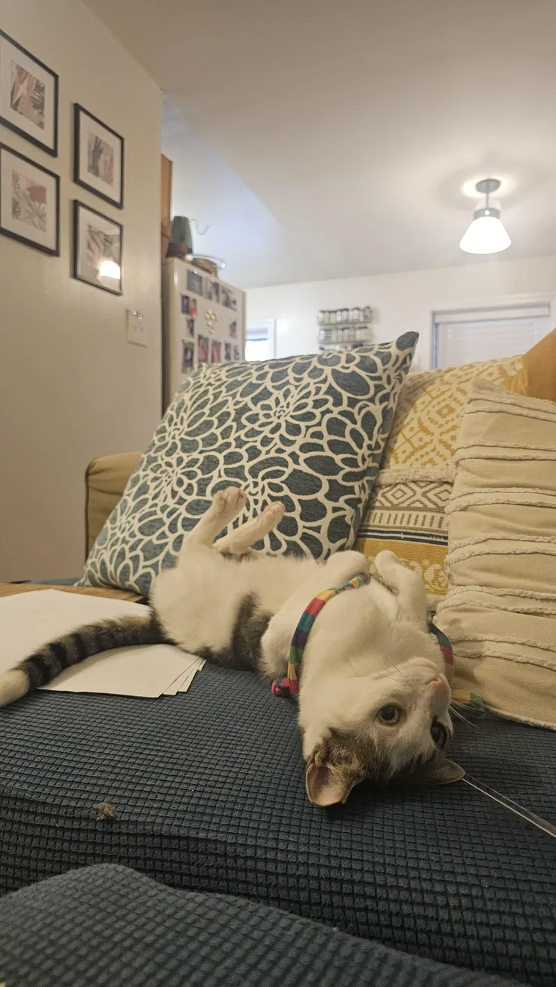 Little Lucy thumbnail 3