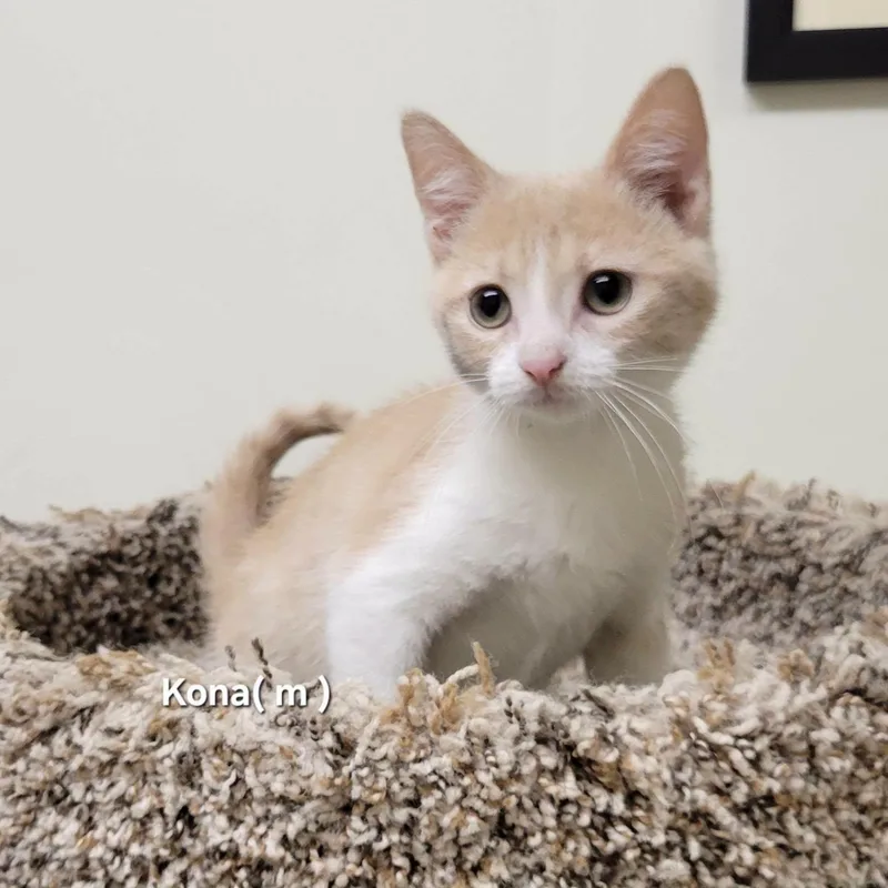 A baby medium-sized male Buff & White Domestic Short Hair cat named Kona for adoption in Mazon, IL