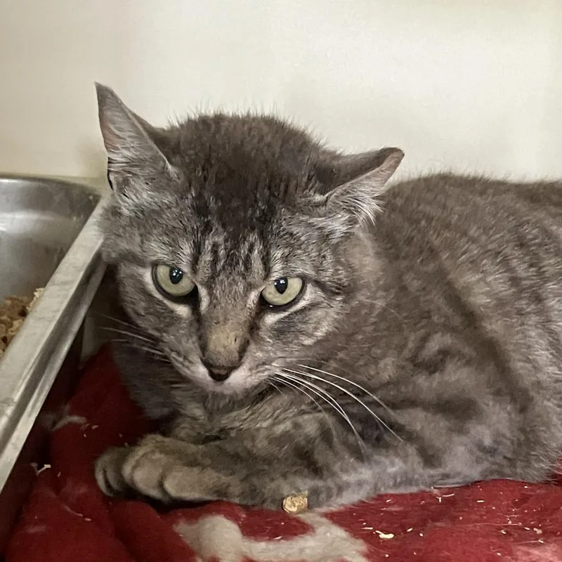 An adult medium-sized female Gray / Blue / Silver Domestic Short Hair cat named Joker Working Cat for adoption in Idaho Falls, ID