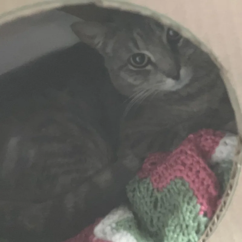 Joker  Working Cat thumbnail 2