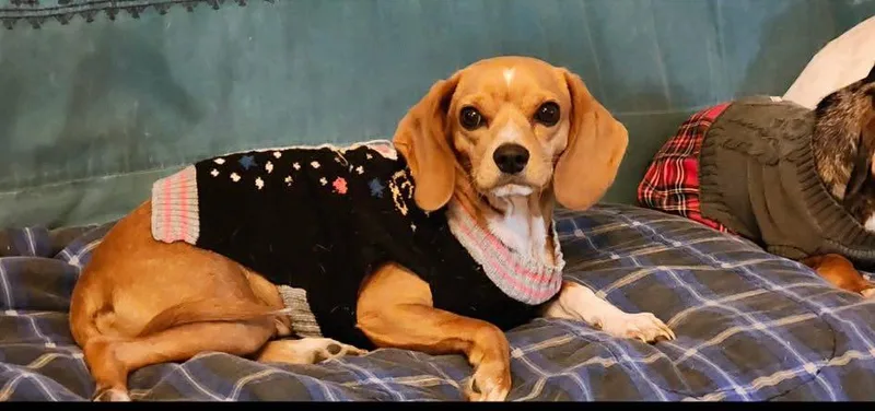 Addie thumbnail 3