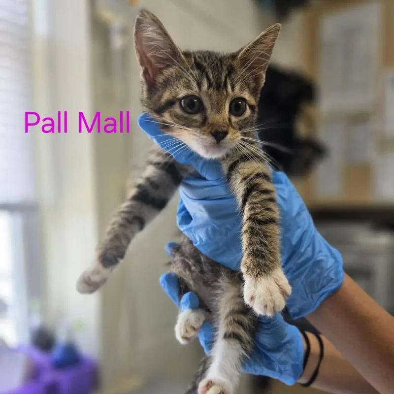 Pall Mall