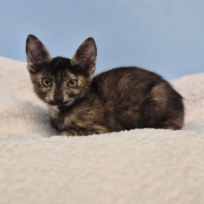 A baby small-sized female Tortoiseshell Domestic Short Hair cat named Salem for adoption in Wahiawa, HI