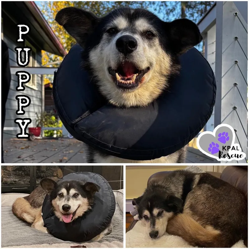 An adult large-sized female Mixed Breed dog named Puppy for adoption in Kenai, AK