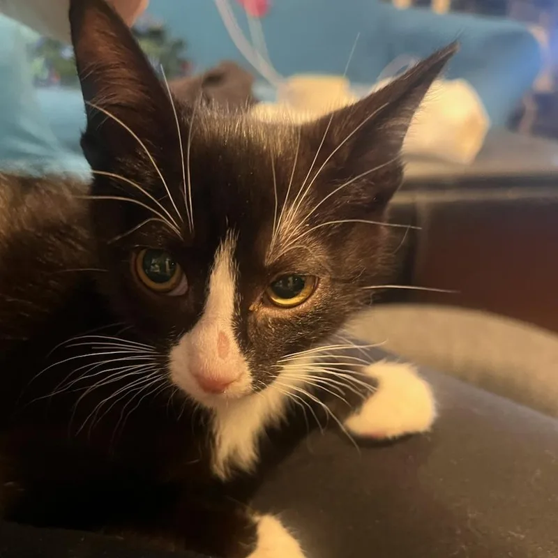 A baby small-sized male Black Domestic Short Hair cat named Baloo for adoption in Garden Grove, CA