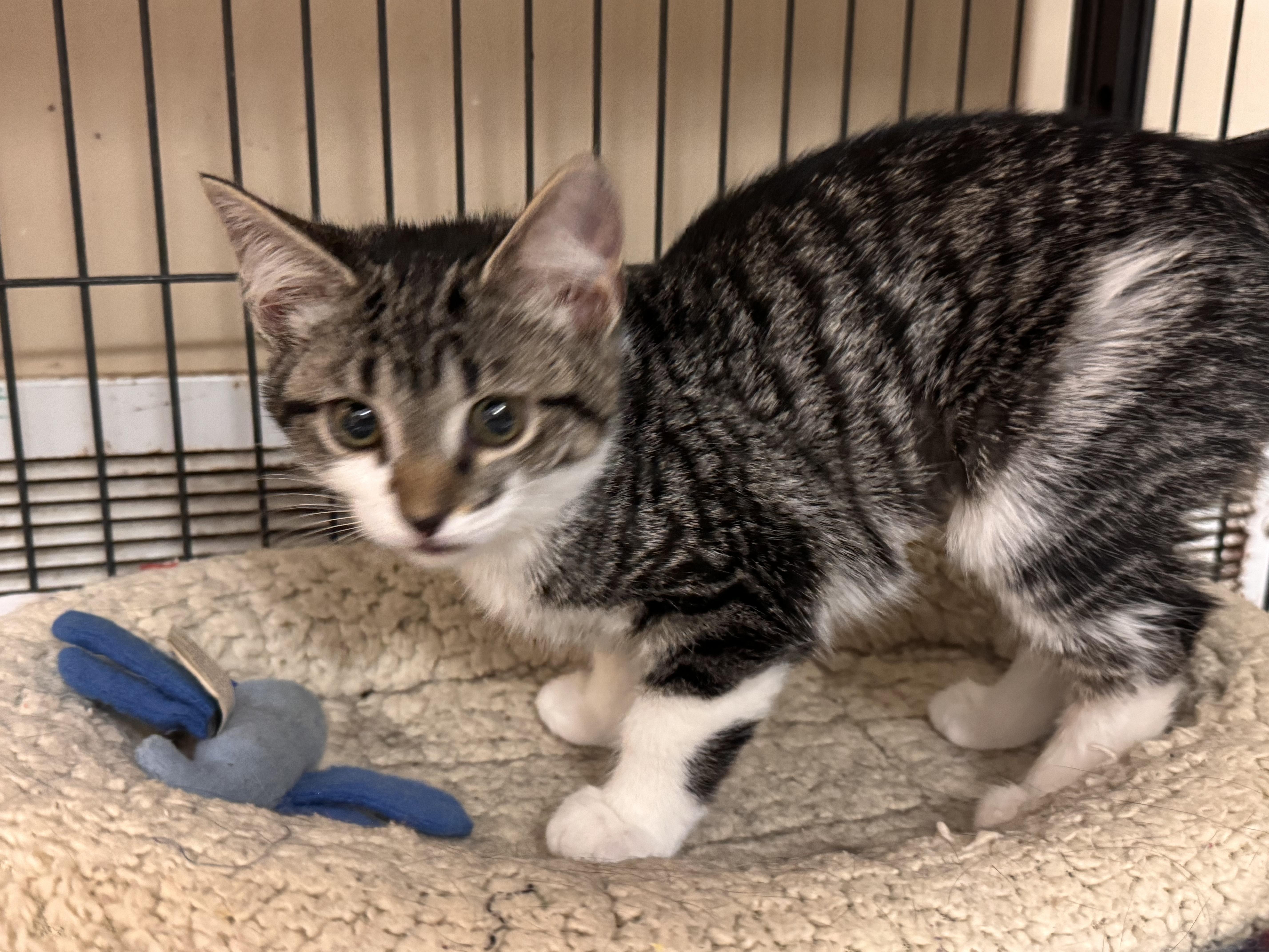 A baby medium-sized female Tabby (Tiger Striped) Domestic Short Hair cat named Terra for adoption in Logan, OH