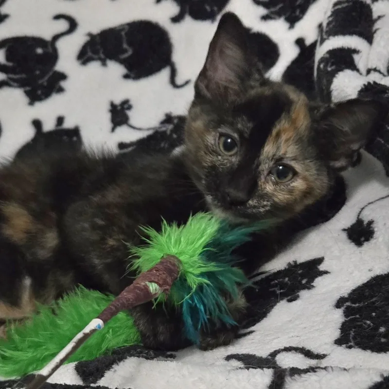A baby medium-sized female Tortoiseshell Domestic Short Hair cat named Glitter for adoption in Colonia, NJ