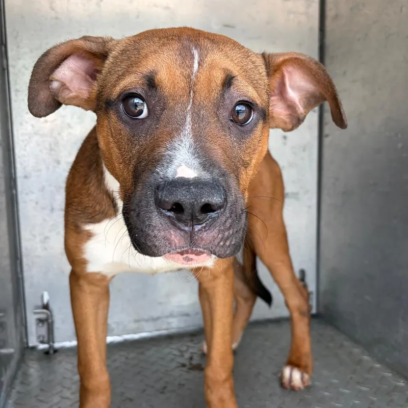A young medium-sized male Yellow / Tan / Blond / Fawn Mixed Breed dog named Kingston for adoption in Chattanooga, TN