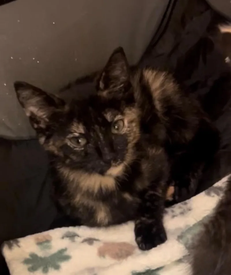 A baby medium-sized female Dilute Tortoiseshell Domestic Short Hair cat named Nyx for adoption in Lauderhill, FL