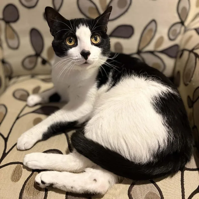 A young medium-sized male Black & White / Tuxedo Domestic Short Hair cat named Blanket for adoption in Stoughton, WI