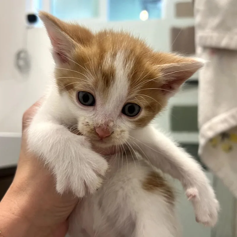 A baby small-sized male Orange / Red Domestic Short Hair cat named Ilya for adoption in Long Beach, CA