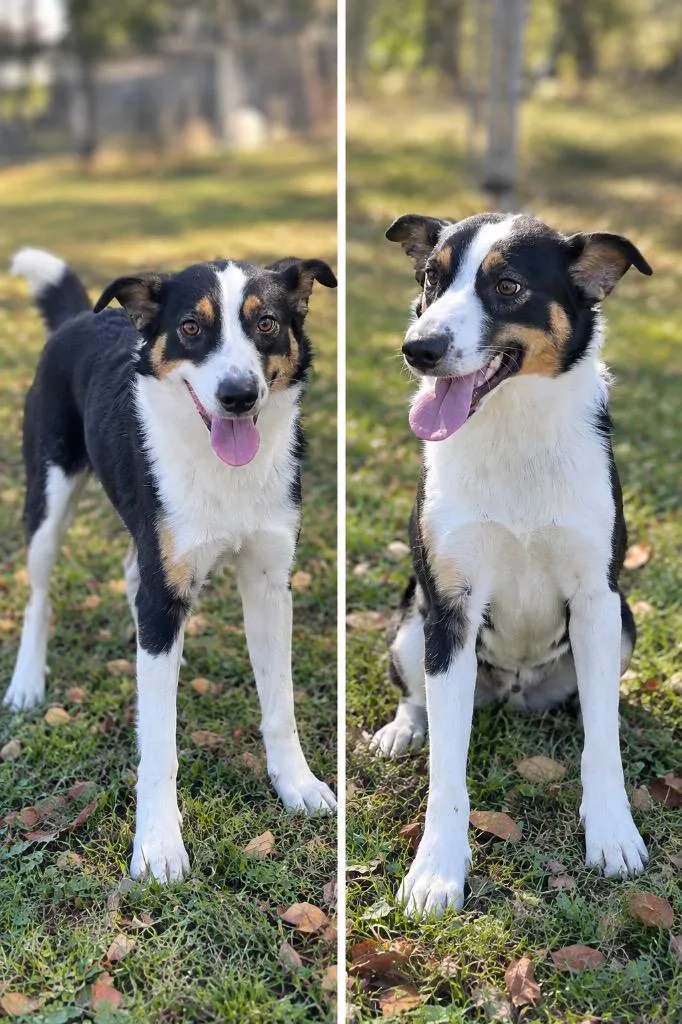 A young medium-sized female Collie dog named Fiona for adoption in Russellville, KY
