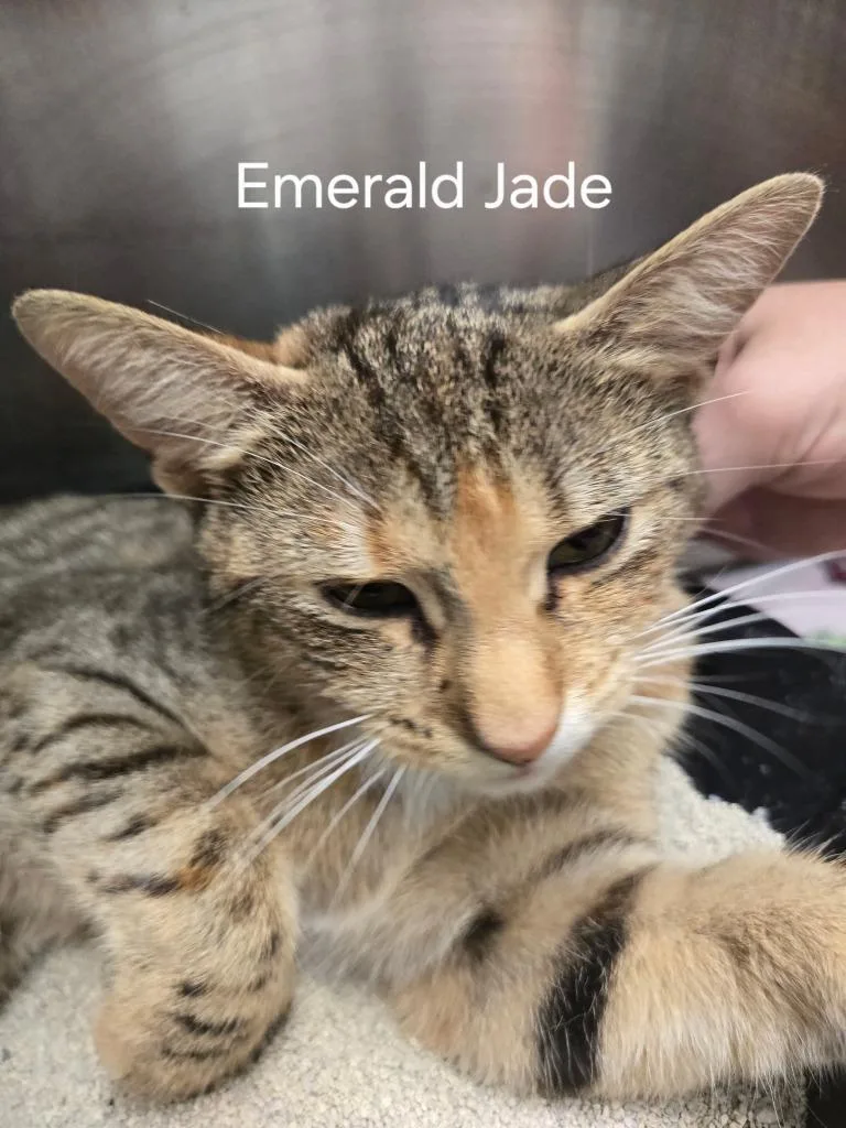 A baby small-sized female Domestic Short Hair cat named Emerald Jade for adoption in Cambridge, MD