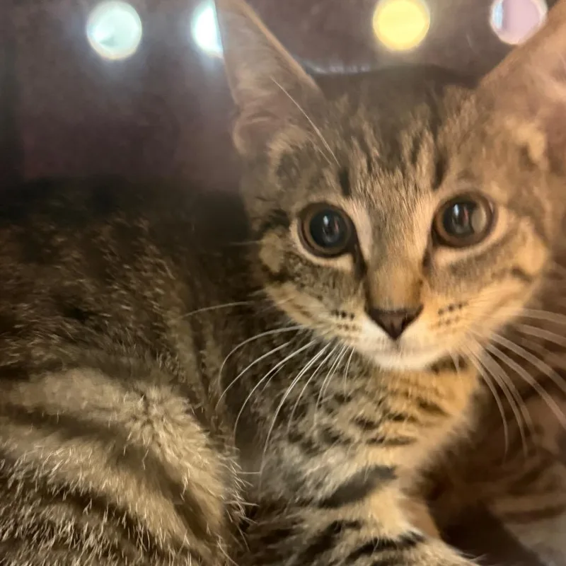 A baby small-sized male Brown / Chocolate Domestic Short Hair cat named Corkscrew for adoption in Charlottesville, VA