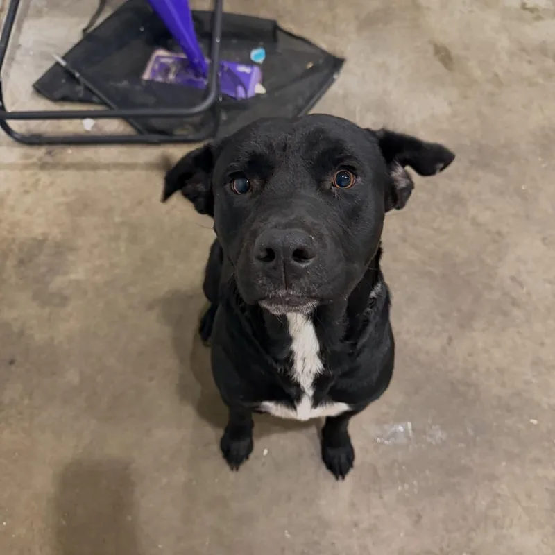 A young small-sized male Black Terrier dog named Gus for adoption in Clarksdale, MS