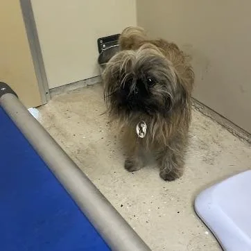 A young small-sized male Brown / Chocolate Shih Tzu dog named Sunset for adoption in Madison, WI