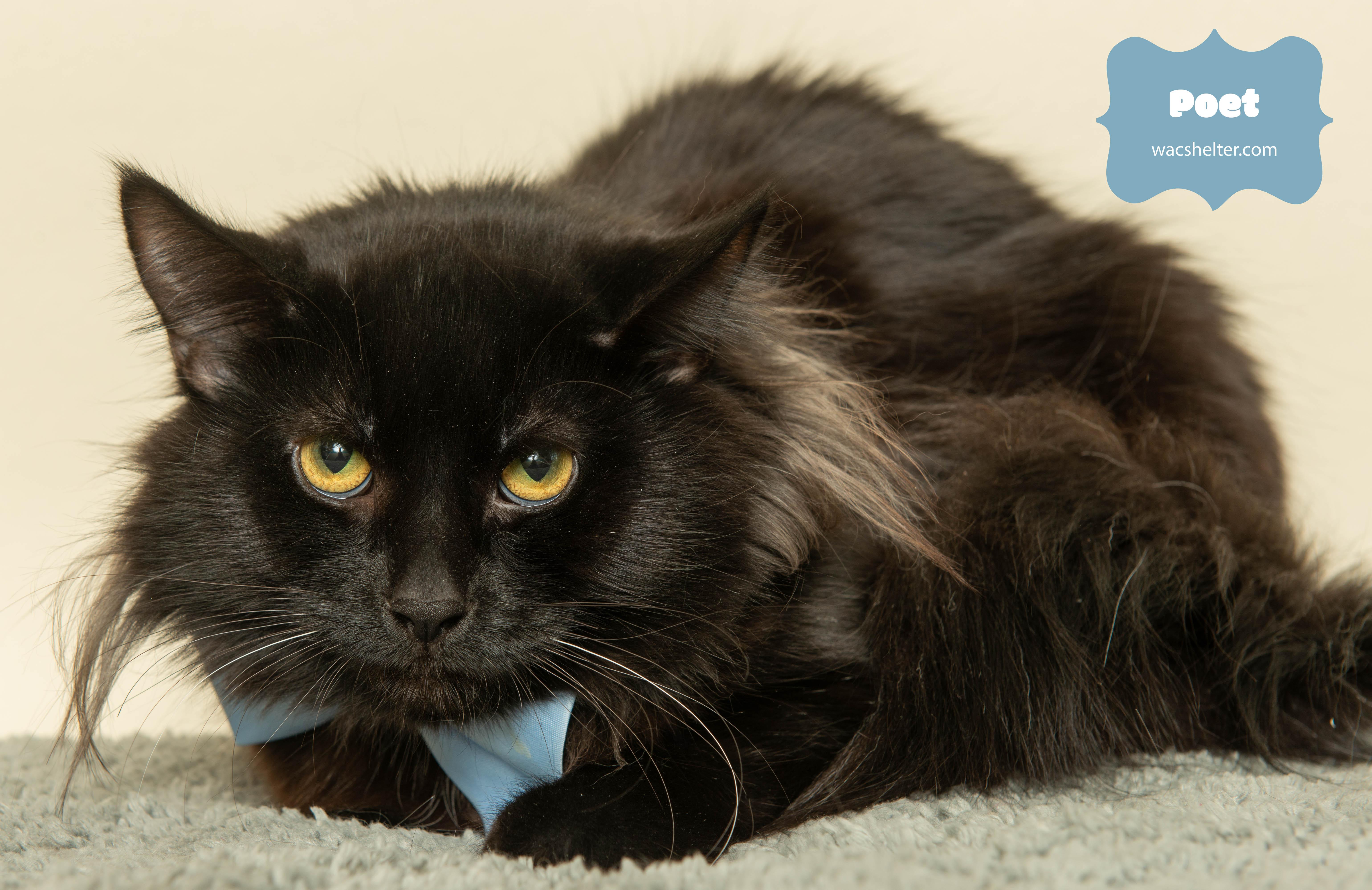 An adult medium-sized male Black Domestic Long Hair cat named Poet for adoption in Wyandotte, MI