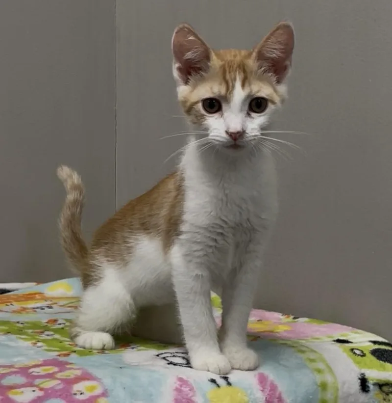 A baby medium-sized female Orange & White Domestic Short Hair cat named Marmalade for adoption in Petaluma, CA