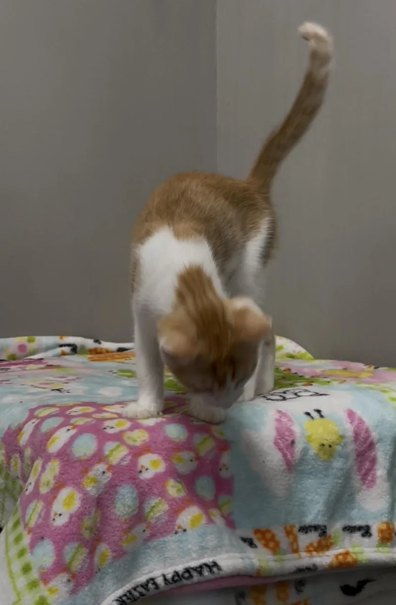 Marmalade thumbnail 2
