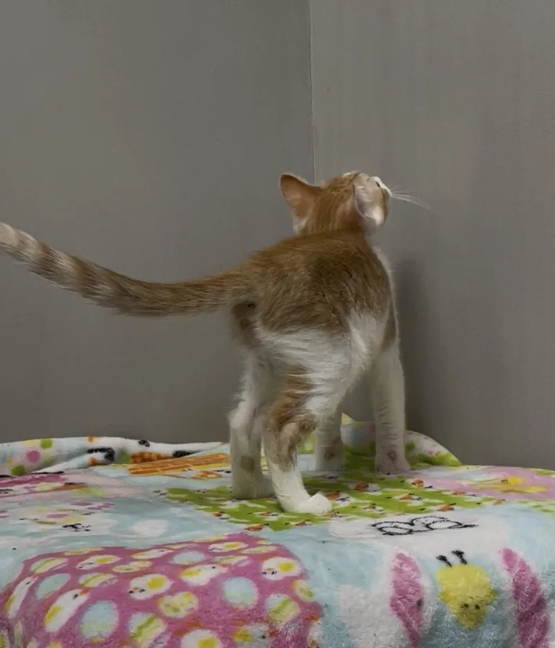 Marmalade thumbnail 3