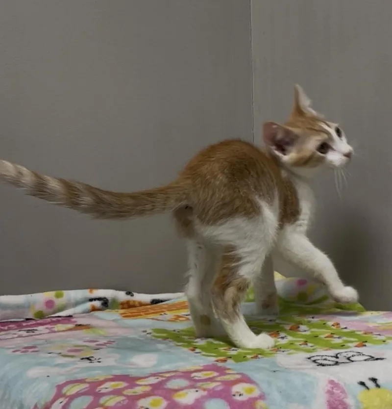 Marmalade thumbnail 5