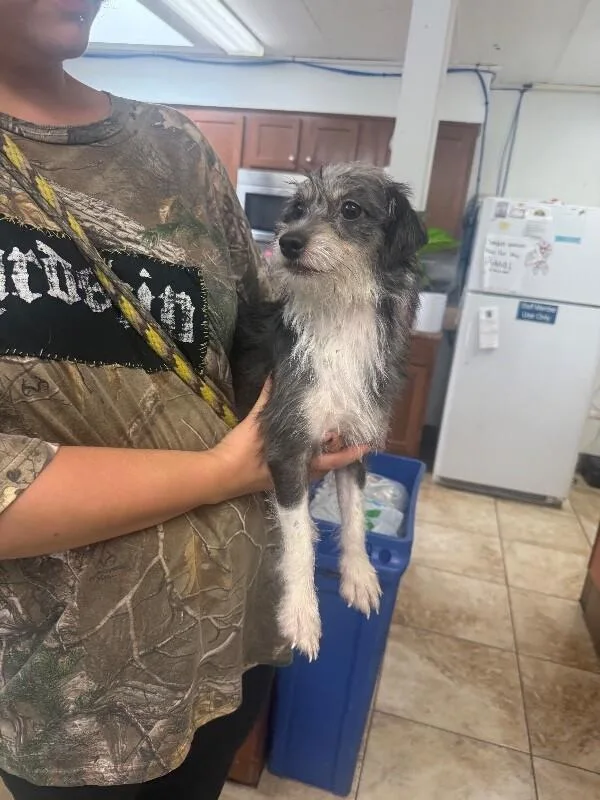 An adult small-sized female Black Mixed Breed dog named Missy for adoption in Cincinnati, OH