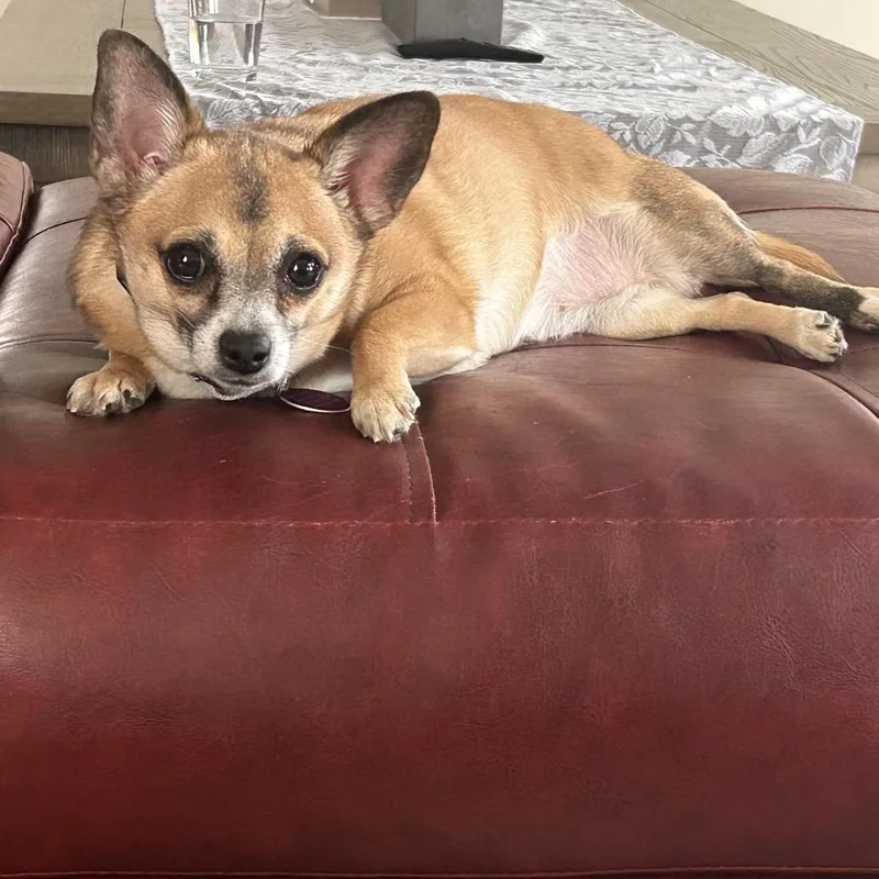 An adult small-sized female Yellow / Tan / Blond / Fawn Chihuahua dog named Babblerocks for adoption in Fredericksburg, VA