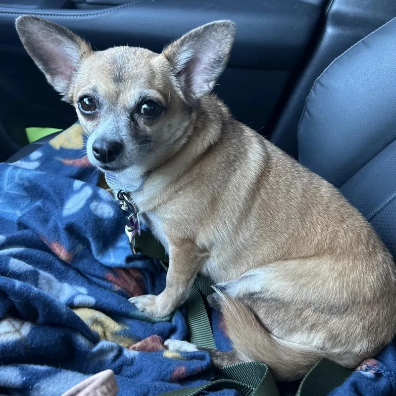 Babblerocks thumbnail 3