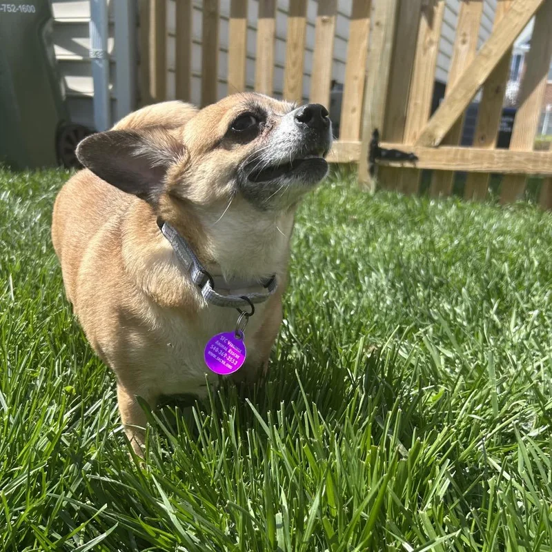 Babblerocks thumbnail 4