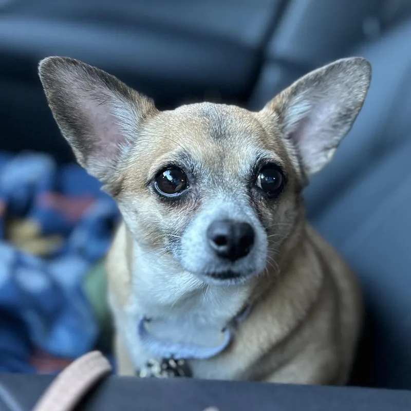 Babblerocks thumbnail 5