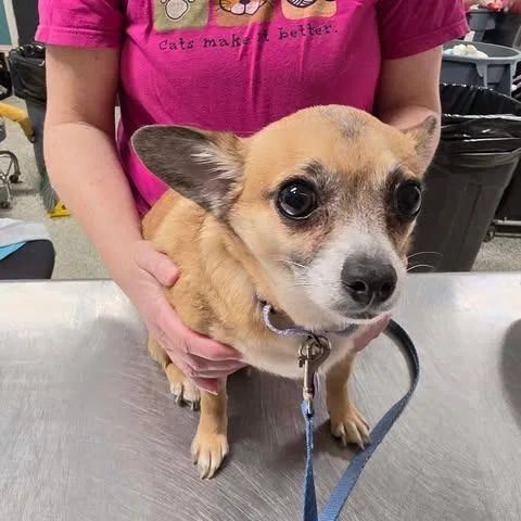 Babblerocks thumbnail 6