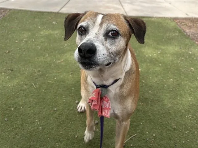 A senior large-sized male Beagle dog named Pippin for adoption in Phoenix, AZ
