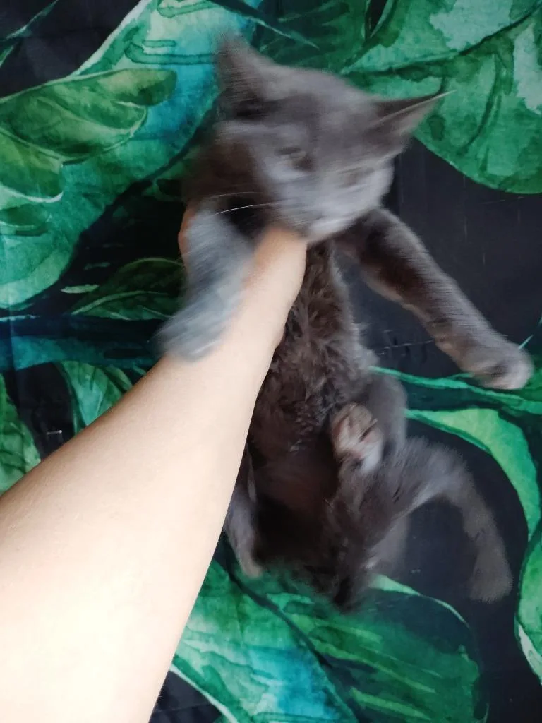 A baby small-sized female Domestic Short Hair cat named Bluey for adoption in San Jacinto, CA