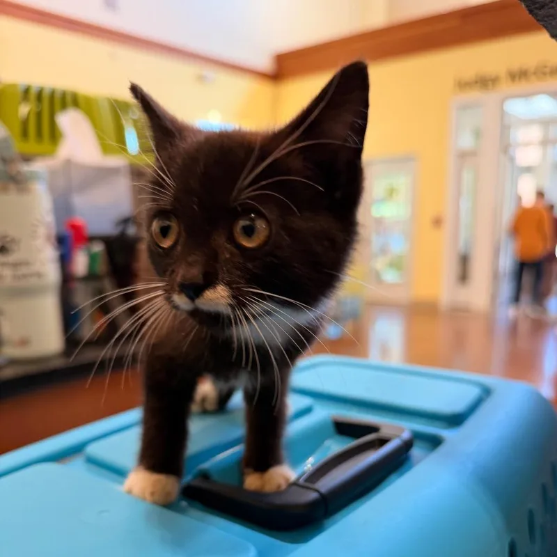 A baby small-sized female Black Domestic Short Hair cat named Elvira for adoption in Lynchburg, VA