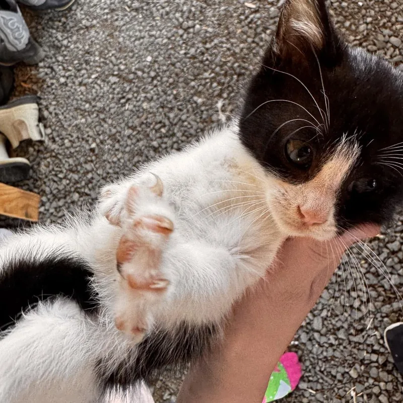 A baby small-sized female White American Shorthair cat named Milano for adoption in Newberg, OR