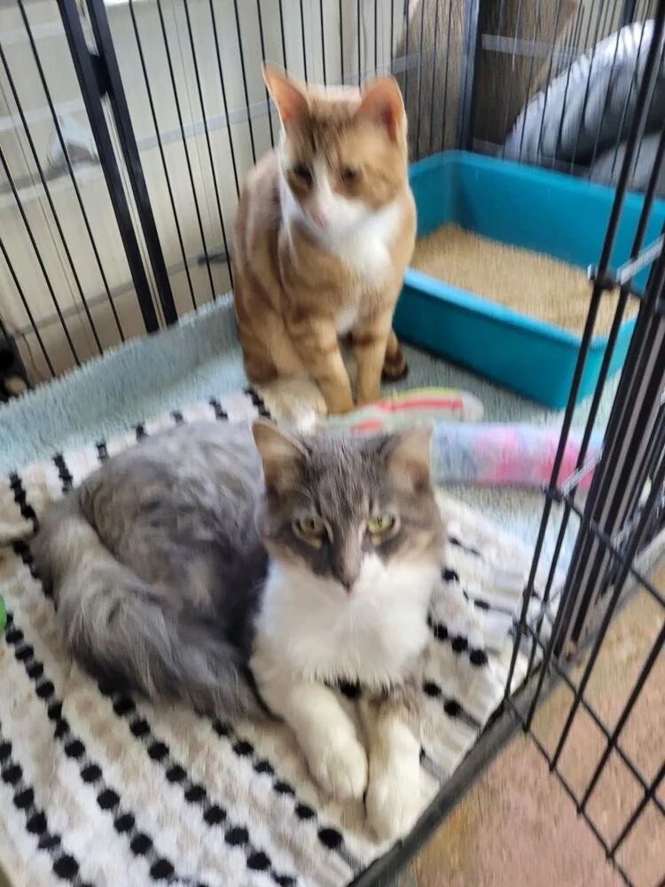 A young small-sized male Gray & White American Shorthair cat named Travis And Mr. Butters for adoption in Westwood, NJ