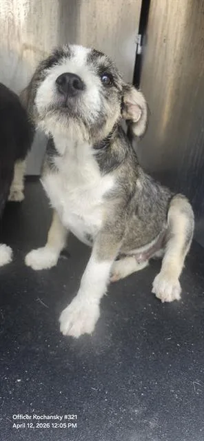 A baby small-sized male Terrier dog named Winnie for adoption in San Antonio, TX