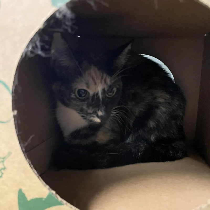 A young medium-sized female Calico Domestic Short Hair cat named Bristle for adoption in Saint Charles, MO