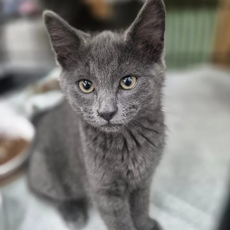 A baby small-sized female Gray / Blue / Silver Domestic Short Hair cat named Rue for adoption in Bismarck, ND