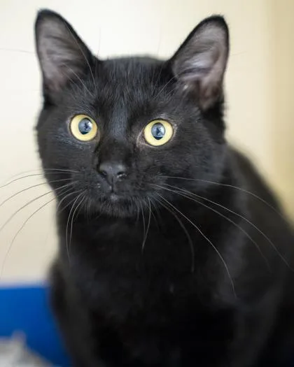 A baby medium-sized male Domestic Short Hair cat named Tails for adoption in Pequot Lakes, MN