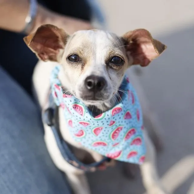 An adult small-sized female Chihuahua dog named Sky for adoption in San Antonio, TX